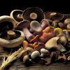 Delia'奶油蘑菇汤食谱图片