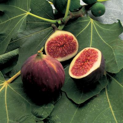 Delia's Figs配料的图片