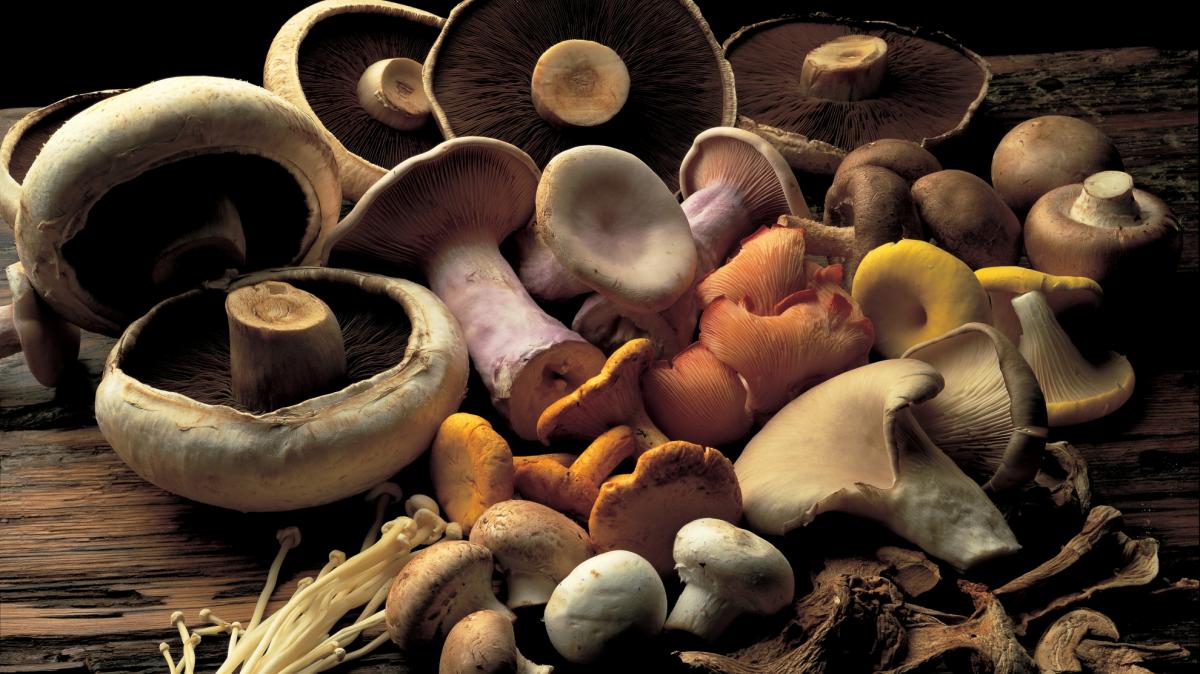 一张穷人的野蘑菇Stroganoff的照片