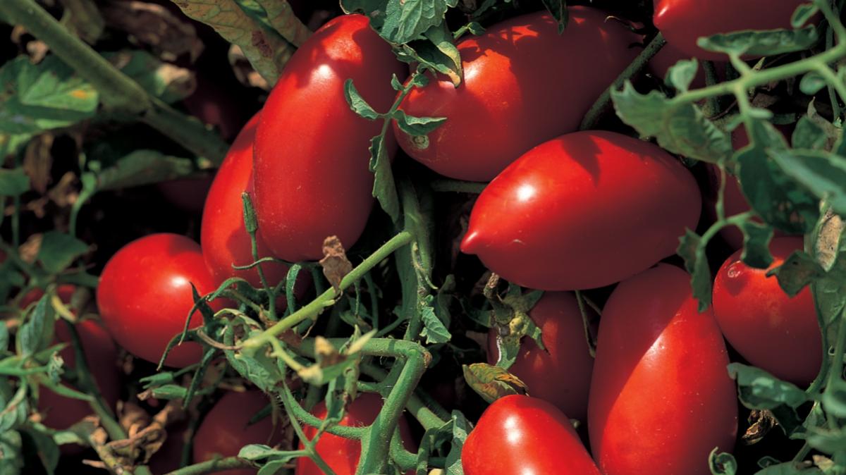 番茄和橄榄醋的照片