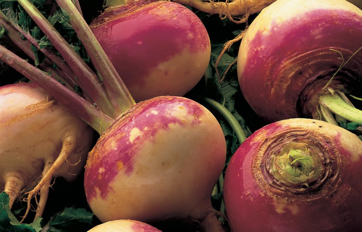 A picture of Turnips