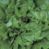 Delia's Chunky Green Salad食谱的图片