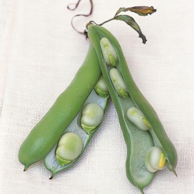 迪丽亚的蚕豆pursame食谱图片