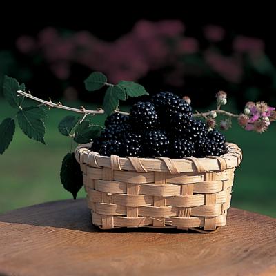 delia的快速黑莓果冻配方图片