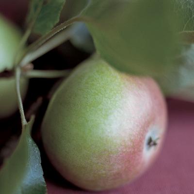 delia的焦糖苹果食谱图片