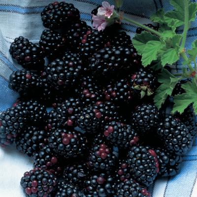Delia's Blackberries配料的图片